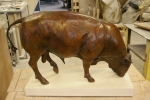 bullstudy11