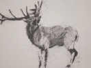 deer-brochure-007